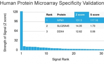 Nucleophosmin Antibody / NPM1