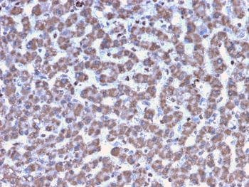 Prohibitin Antibody / PHB