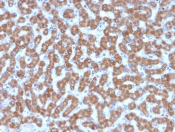Prohibitin Antibody / PHB