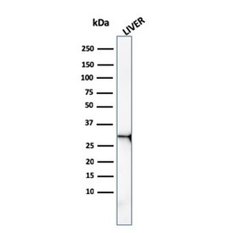 Prohibitin Antibody / PHB