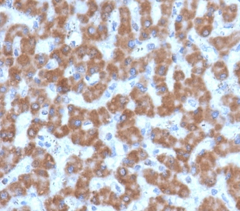 PHB Antibody / Prohibitin