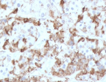 Prolactin Antibody / PRL