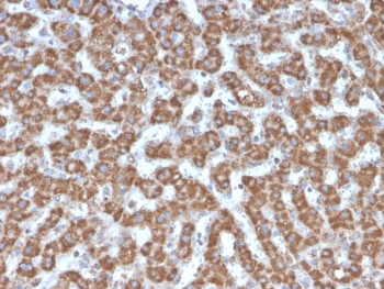 Prohibitin Antibody / PHB