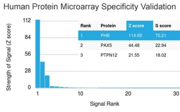Prohibitin Antibody / PHB