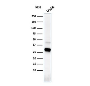 Prohibitin Antibody / PHB