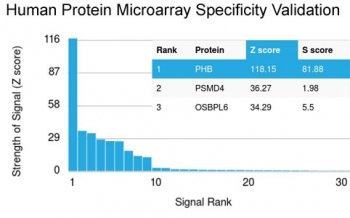 Prohibitin Antibody / PHB
