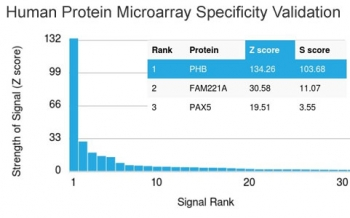Prohibitin Antibody / PHB