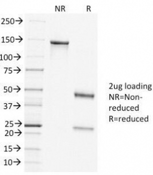 Clathrin Heavy Chain Antibody