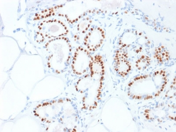 Estrogen Receptor alpha Antibody