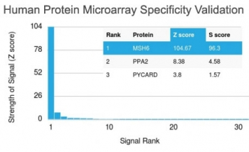 MSH6 Antibody