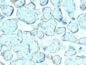 SOD1 Antibody / Superoxide Dismutase 1