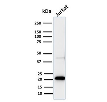 CD3 epsilon Antibody