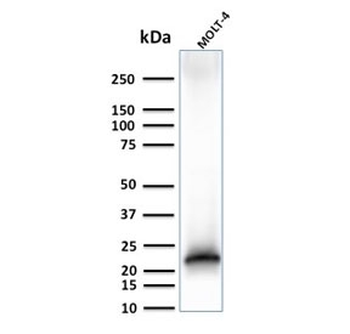 CD3 epsilon Antibody