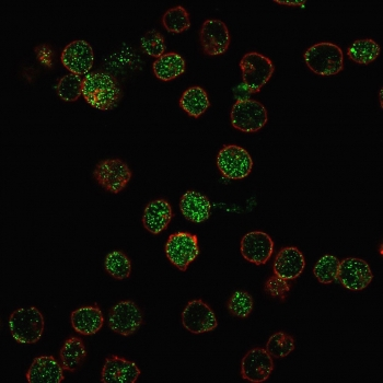 RORC Antibody