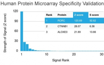 RORC Antibody