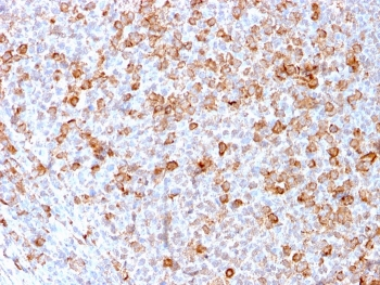 CD3 epsilon Antibody