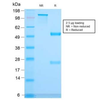 CD3 epsilon Antibody
