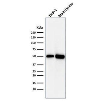 ATG5 Antibody