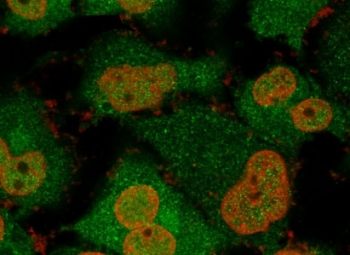 PGP9.5 / UchL1 Antibody