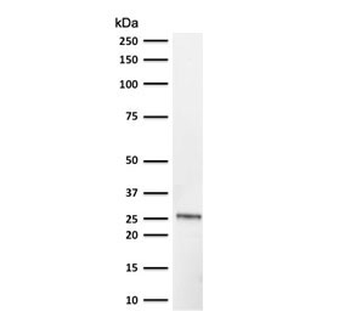 PGP9.5 / UchL1 Antibody