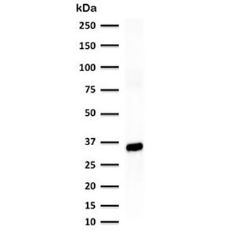 ANXA1 Antibody / Annexin A1