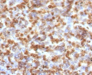 Granzyme B Antibody