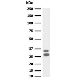Granzyme B Antibody