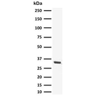 SOX2 Antibody