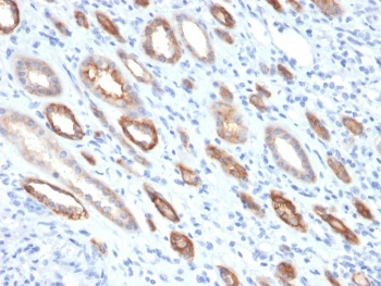 Occludin Antibody