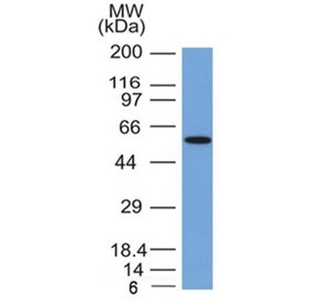 Occludin Antibody
