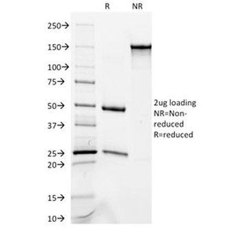Occludin Antibody