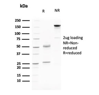 Cadherin 17 Antibody