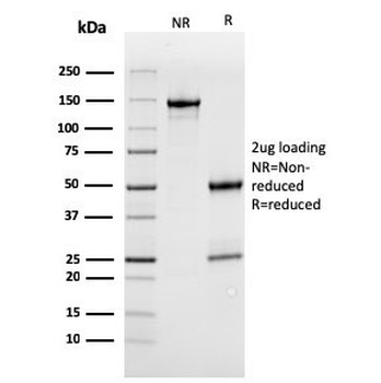 MerTK Antibody
