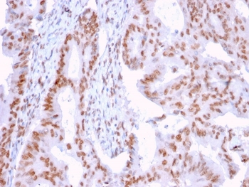 DMC1 Antibody