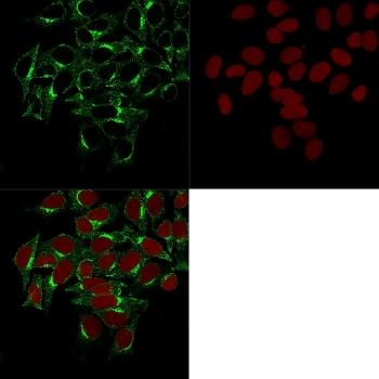 Clathrin Heavy Chain Antibody