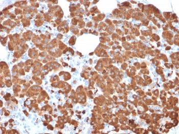 Carboxypeptidase A1 Antibody / CPA1