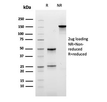 Carboxypeptidase A1 Antibody / CPA1