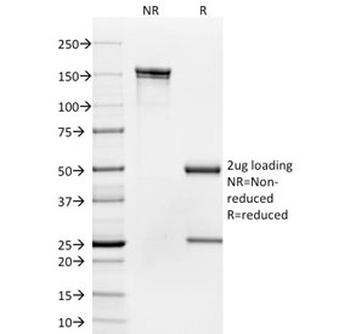 CD35 Antibody