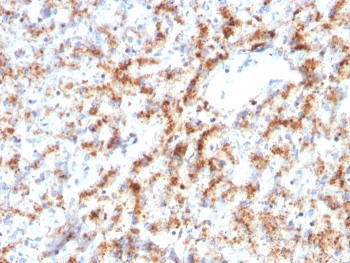 CTSD Antibody / Cathepsin D