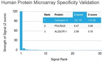 Cathepsin K Antibody / CTSK