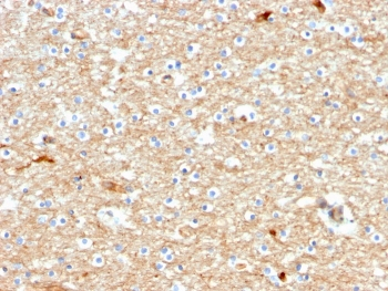 Drebrin 1 Antibody