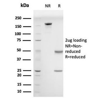 Drebrin 1 Antibody