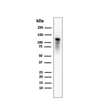 Drebrin 1 Antibody