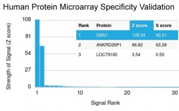 Drebrin 1 Antibody
