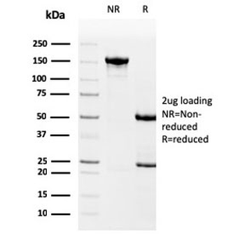 Drebrin 1 Antibody
