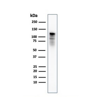 Drebrin 1 Antibody