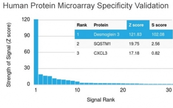 Desmoglein 3 Antibody / DSG3