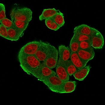 ERBB4 Antibody / HER4