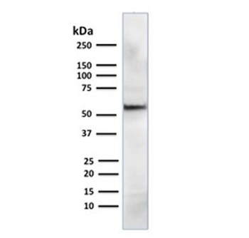 AKT1 Antibody