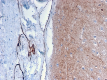 Drebrin 1 Antibody